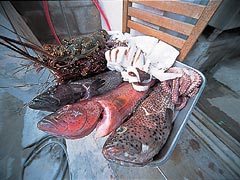 海産物専門店みやぎ