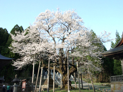 明日の大桜