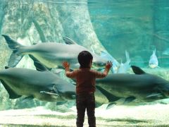 岐阜県世界淡水魚園水族館(アクア・トト ぎふ)
