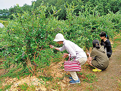 ファームガーデン空詩土