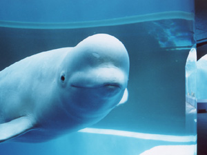 八景島シーパラダイス