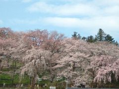 置賜さくら回廊